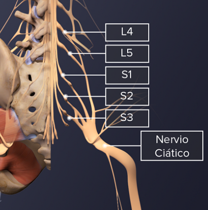 Nervio Ciático