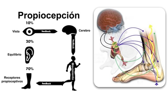 Propiocepción